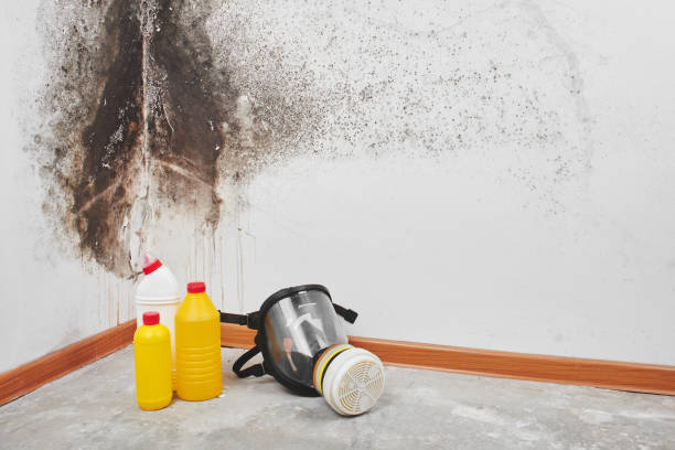 Best Office Mold Removal Services  in Wabasso Beach, FL