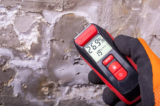 Best Professional Mold Removal  in Wabasso Beach, FL