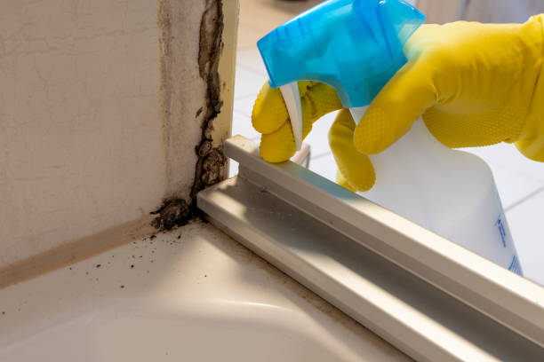 Best Mold Removal Specialists  in Wabasso Beach, FL