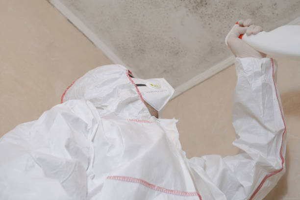 Best Mold Removal Company Near Me  in Wabasso Beach, FL