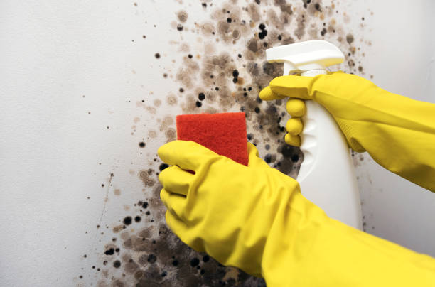 Best Toxic Mold Removal  in Wabasso Beach, FL