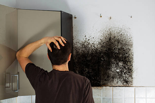 Best Mold Cleaning Services  in Wabasso Beach, FL